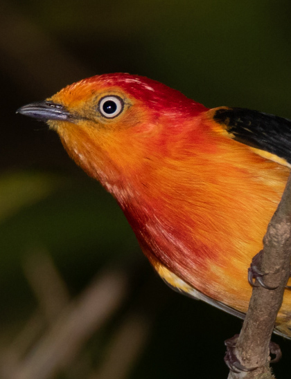 capa observação e fotografia de aves - Birdwatching (2)